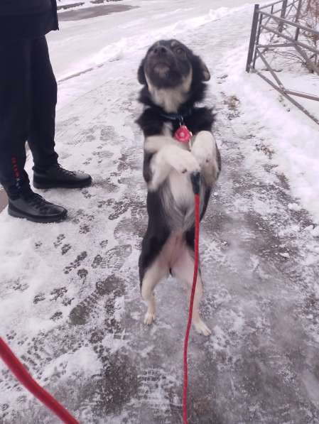 Ищет дом крошка-собачка весом 6 кг в Санкт-Петербурге фото 7