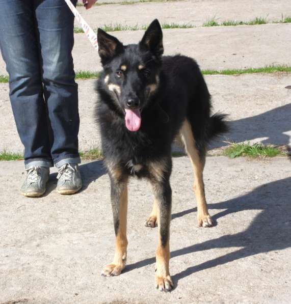 Красавчик Лимончик ищет дом и любимую семью в Москве фото 4