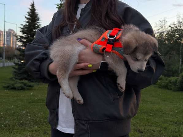 Маламут в Самаре фото 3