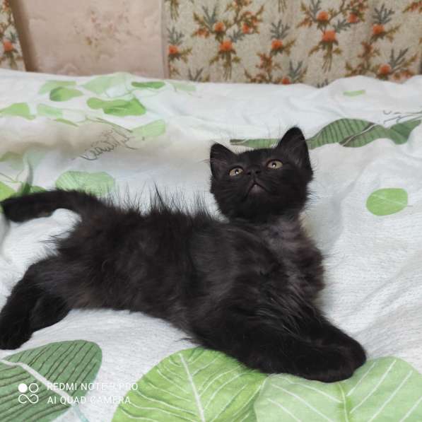 Котята в добрые руки в фото 11