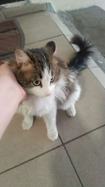 Кастрированный котик в добрые руки в Улан-Удэ фото 5