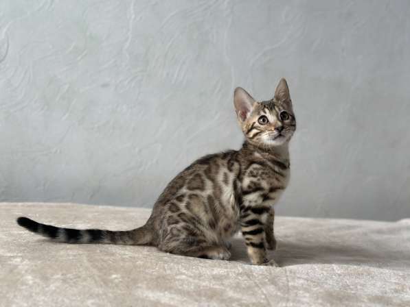 Available Bengal kittens в фото 9