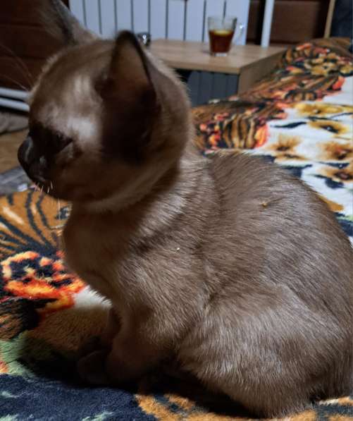 Котята европейская бурма в Нижневартовске фото 5