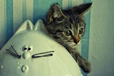 Отдам даром Котенок в дар в Санкт-Петербурге фото 4