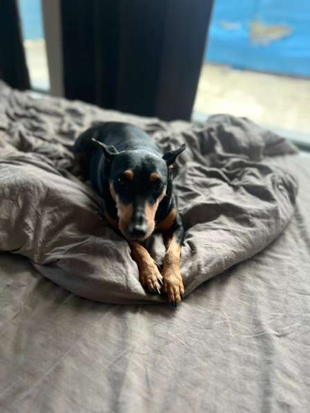 Цвергпинчер в добрые руки в Москве