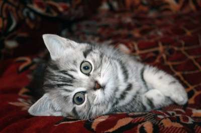 Шотландский клубный котенок страйт в Омске фото 3