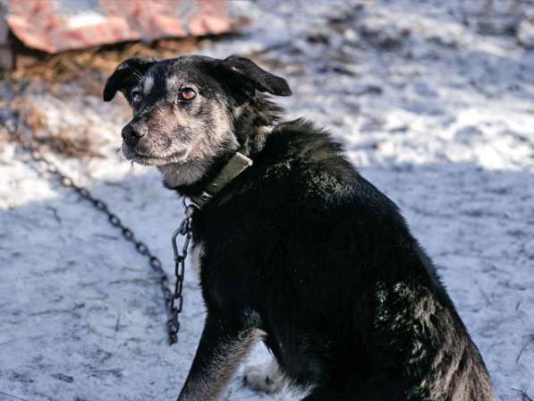Ласковое солнышко Агата, добрейшая в мире собака в дар в Санкт-Петербурге