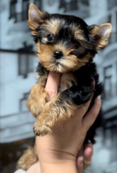 Йоркширский терьер в 