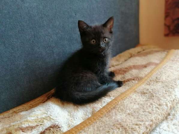 Продам котёнка девочку шотландская прямоухая в фото 4