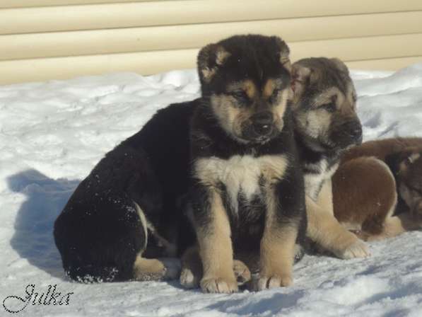 Продаются щенки САО(алабаи),от отарников Таджикистана в Владимире фото 19