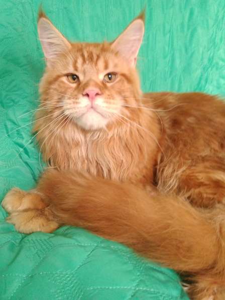 Котёнок шоу/брид класса, Чемпион WCF в Екатеринбурге фото 15