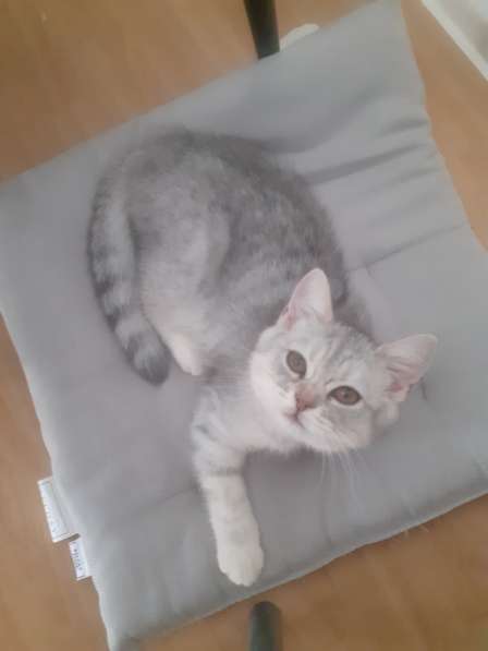 Котята британские в фото 9