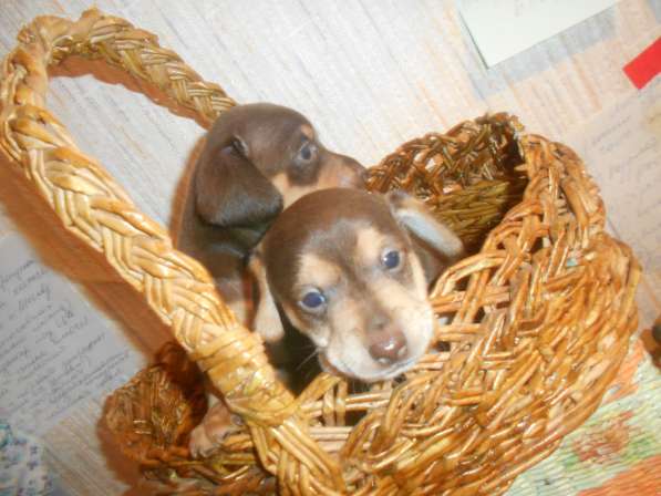 Щенки таксы миниатюрной в Твери фото 26