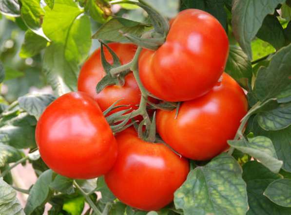 Рассада томатов, перца и огурцов в Петрозаводске фото 5