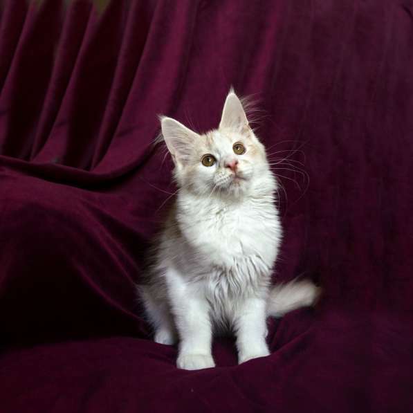 Котёнок мейн-кун в фото 4