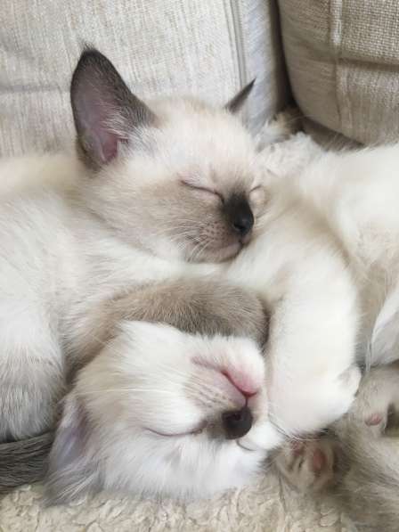 Тайские котята в Санкт-Петербурге фото 4