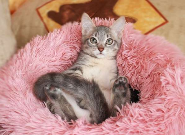 Серые мурлыки, котята в добрые руки в Калуге фото 28