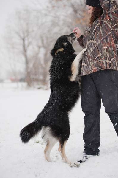Пушистая весёлая Дакота ищет семью в Москве фото 10