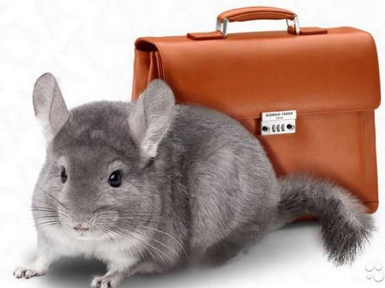 Займитесь сверх прибыльным бизнесом – разведением шиншилл! в Краснодаре