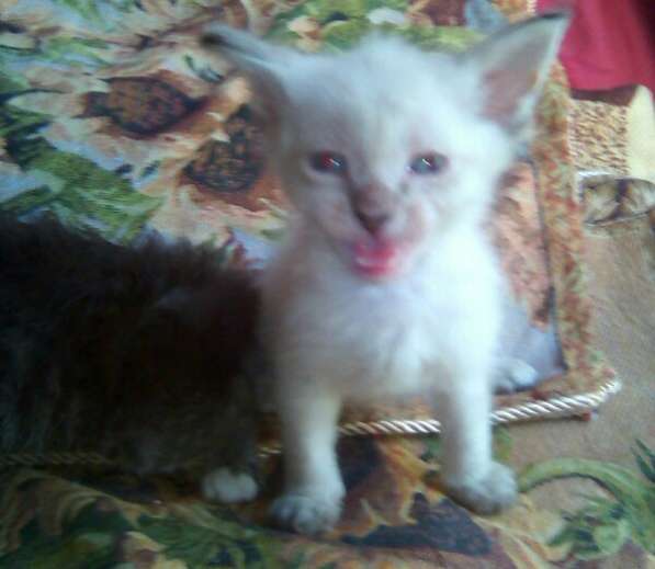 Элитный кудрявый котенок Герман-Рекс мальчик в Санкт-Петербурге фото 37