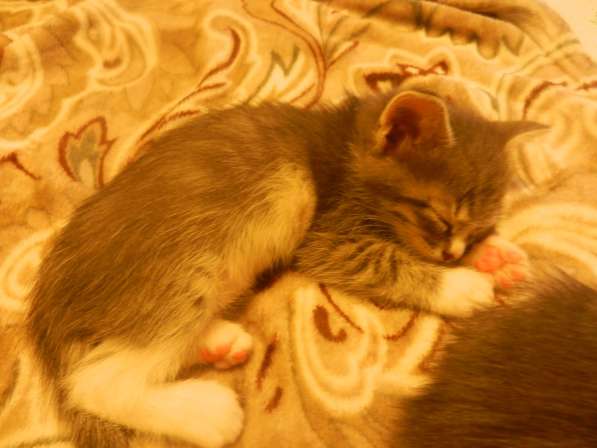 Милые пушистики в Самаре фото 16