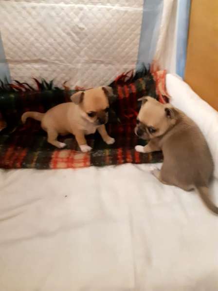 Щенки чихуахуа в Москве фото 13