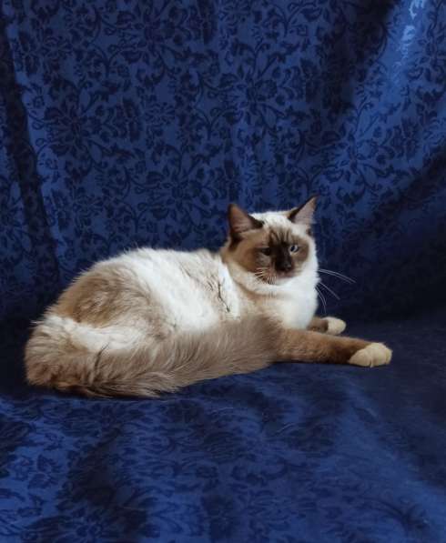 Рэгдолл котята в фото 46