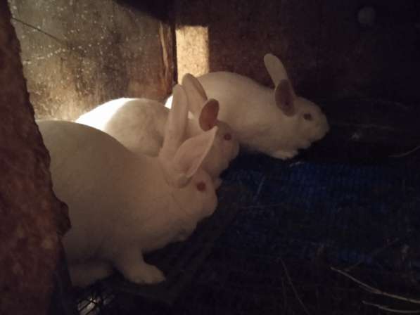 Продам кроликов породы паннон в фото 3