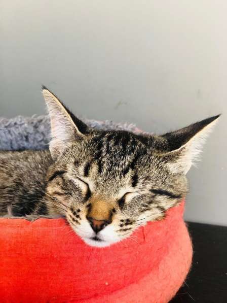 Мурлыка-котенок с дефектом глазика очень ищет дом в Санкт-Петербурге фото 13