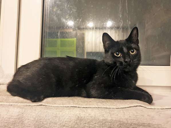 Красавец Бруно, элегантный черный котик в добрые руки