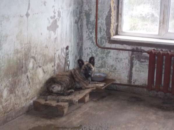Собачки из приюта ищут дом в Воркуте фото 3