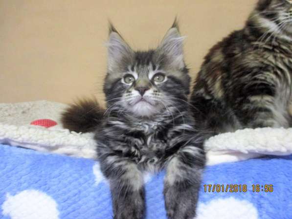 Девочки шоу/брид из питомника Arktur в Екатеринбурге фото 16