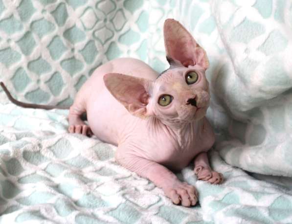 Котята Канадского сфинкса и Эльфов в Санкт-Петербурге фото 7