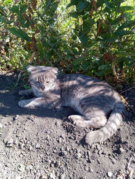 Отдам даром породистого кота в Ульяновске