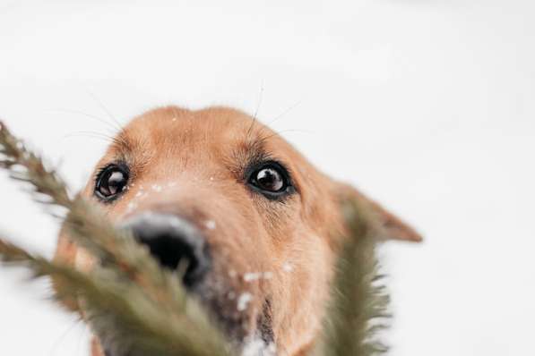 Рыжий - ласковый пес очень ищет дом в Москве фото 8