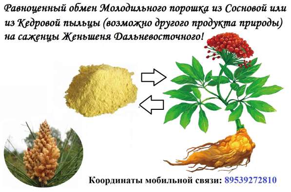 Продам сосновую пыльцу