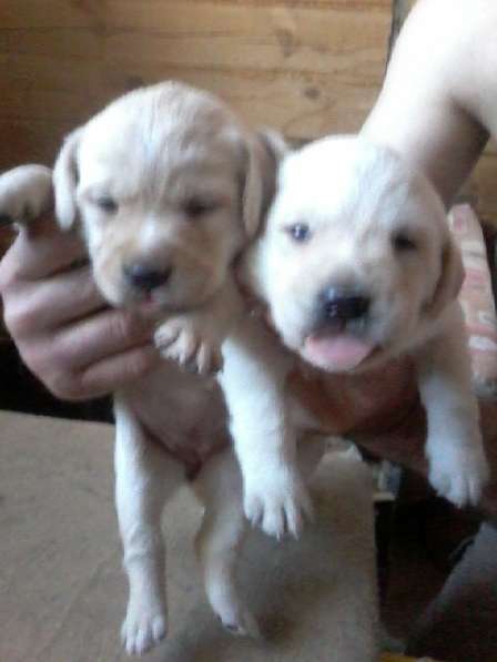 Лабрадора щенков продам в Тюмени фото 9