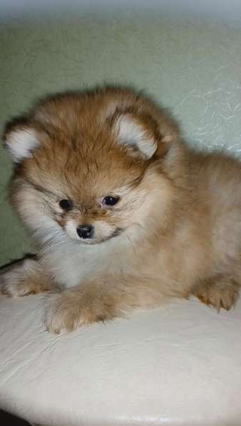 Мини-мишка девочка померанского шпица. Крошечная в фото 11
