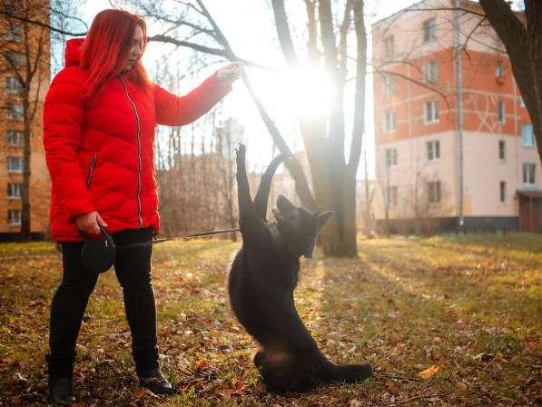 Домашняя собачка, дружит с кошками в Санкт-Петербурге фото 5