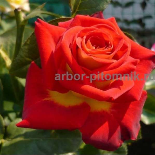 Саженцы кустовых роз из питомника, каталог роз в большом асс в Москве фото 4