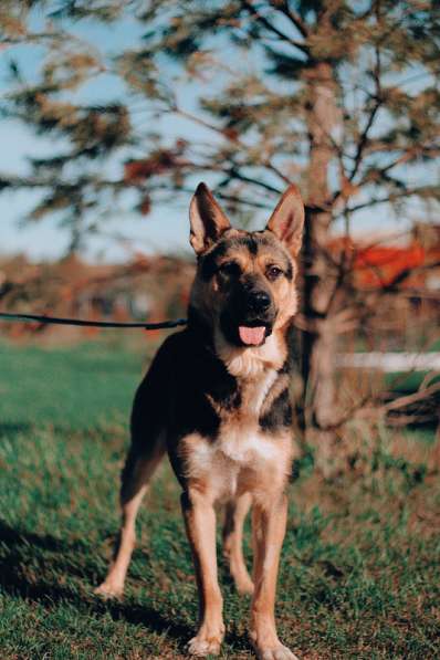 Молодая немецкая овчарка Оскар в добрые руки в Москве фото 9