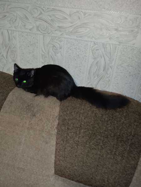 Черный котенок в добрые руки в Красноярске