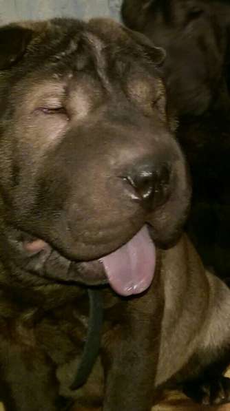 Шар пията в Перми фото 8