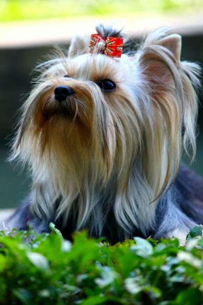 Щенки йоркширского терьера шоу класса (миники)