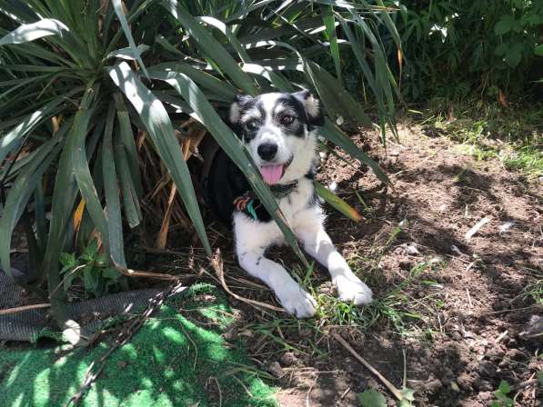 Собачка Лейси в Краснодаре фото 26