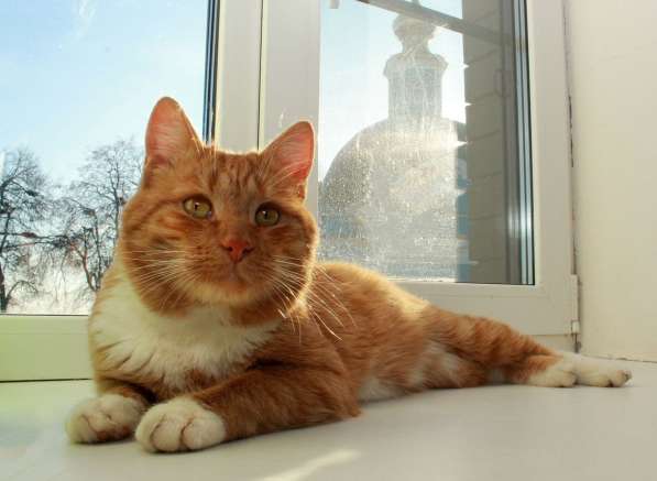 Рыжий богатырь Добрыня - добрый кот в добрые руки в Калуге фото 4