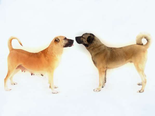 Щенки кангала