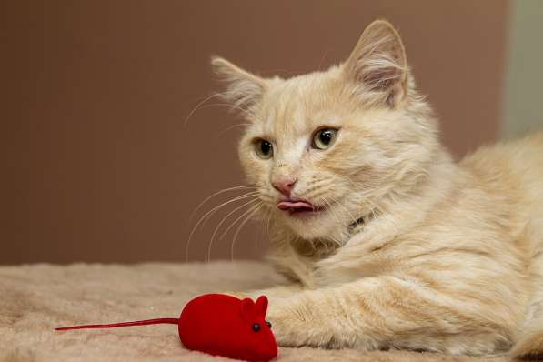 Забавный рыжий Вилли, котик-подросток в добрые руки