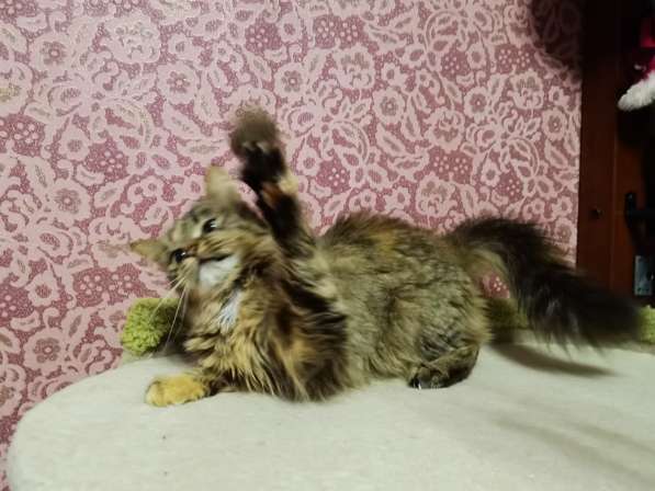 Шотландская Прямоухая Девочки и Мальчики в Москве