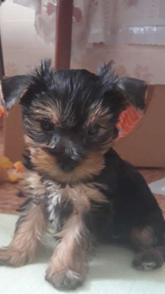 Девочка йорк